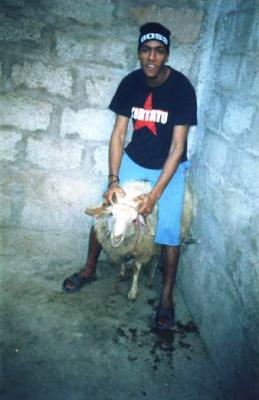 hobi+le mouton